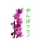 可愛く使えるお花のメッセージ！（個別スタンプ：4）