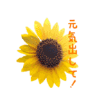 可愛く使えるお花のメッセージ！（個別スタンプ：5）