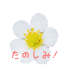可愛く使えるお花のメッセージ！（個別スタンプ：11）
