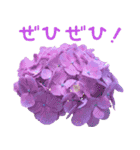 可愛く使えるお花のメッセージ！（個別スタンプ：14）