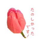 可愛く使えるお花のメッセージ！（個別スタンプ：16）