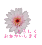 可愛く使えるお花のメッセージ！（個別スタンプ：18）
