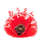 可愛く使えるお花のメッセージ！（個別スタンプ：19）