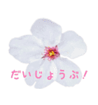 可愛く使えるお花のメッセージ！（個別スタンプ：20）