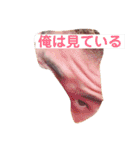 ぴろちゃん2（個別スタンプ：24）