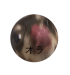 こじまめしゃん（個別スタンプ：1）