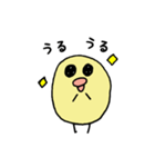 ぴよタラコ（個別スタンプ：12）