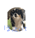 ここ1歳（個別スタンプ：1）