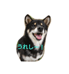 黒柴あんちゃん（個別スタンプ：1）