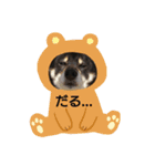 黒柴あんちゃん（個別スタンプ：2）