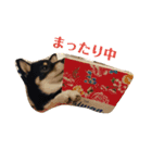 黒柴あんちゃん（個別スタンプ：6）