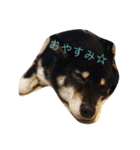 黒柴あんちゃん（個別スタンプ：11）