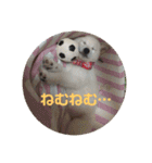 白柴 こむぎ  love（個別スタンプ：1）