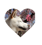 白柴 こむぎ  love（個別スタンプ：5）