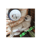 白柴 こむぎ  love（個別スタンプ：6）