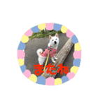 白柴 こむぎ  love（個別スタンプ：10）