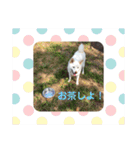 白柴 こむぎ  love（個別スタンプ：15）