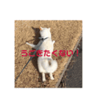 白柴 こむぎ  love（個別スタンプ：16）