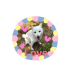 白柴 こむぎ  love（個別スタンプ：21）