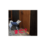 白柴 こむぎ  love（個別スタンプ：22）