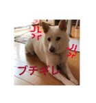 白柴 こむぎ  love（個別スタンプ：24）