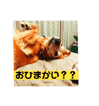 さくらの日常だ（個別スタンプ：4）
