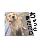 さくらの日常だ（個別スタンプ：5）
