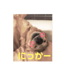 さくらの日常だ（個別スタンプ：8）