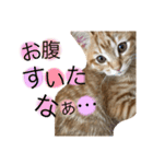でんスタンプ（個別スタンプ：1）