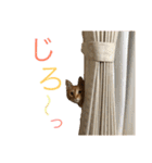 でんスタンプ（個別スタンプ：11）