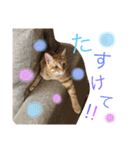でんスタンプ（個別スタンプ：16）