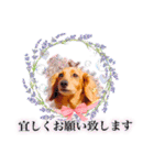 毎日使える リアル犬スタンプ（個別スタンプ：2）
