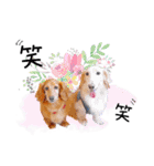 毎日使える リアル犬スタンプ（個別スタンプ：5）