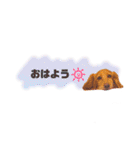 毎日使える リアル犬スタンプ（個別スタンプ：14）