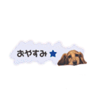 毎日使える リアル犬スタンプ（個別スタンプ：15）