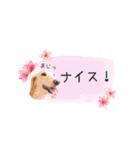 毎日使える リアル犬スタンプ（個別スタンプ：19）