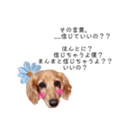 毎日使える リアル犬スタンプ（個別スタンプ：34）