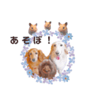 毎日使える リアル犬スタンプ（個別スタンプ：39）