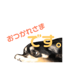 チワワ 大吉（個別スタンプ：4）