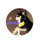 チワワ 大吉（個別スタンプ：5）