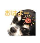 チワワ 大吉（個別スタンプ：7）