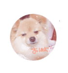 マジェちゃんの日常（個別スタンプ：8）