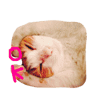しま ちゃと（個別スタンプ：5）