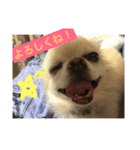 自由気ままな犬 ポッキーくん。（個別スタンプ：1）