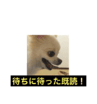 自由気ままな犬 ポッキーくん。（個別スタンプ：8）