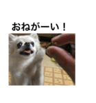 自由気ままな犬 ポッキーくん。（個別スタンプ：9）