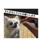 自由気ままな犬 ポッキーくん。（個別スタンプ：10）