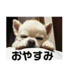 自由気ままな犬 ポッキーくん。（個別スタンプ：11）
