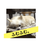 自由気ままな犬 ポッキーくん。（個別スタンプ：12）