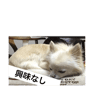 自由気ままな犬 ポッキーくん。（個別スタンプ：13）